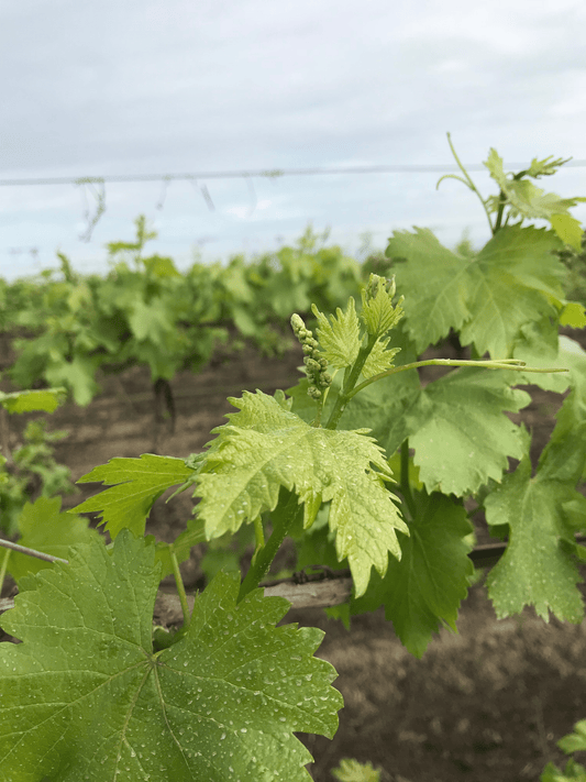 Welcome to the new site! Plus a new product coming soon. - Land Agronomics 